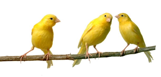 Three Canaries